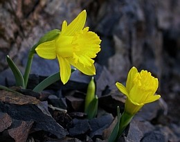 Narcissus asturiensis © Teresa Farino